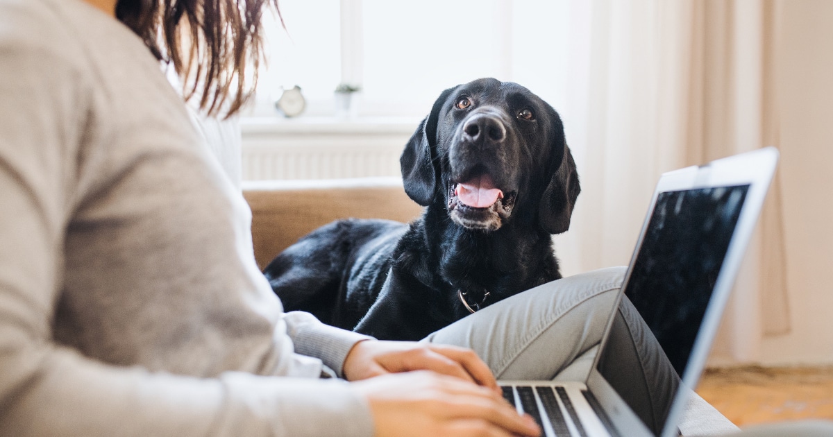 Pet Working From Home